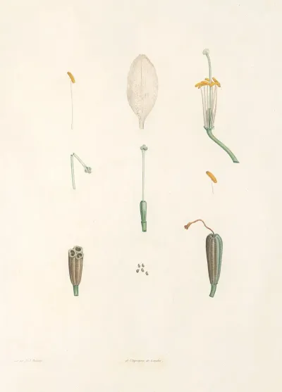 La Botanique De J J Rousseau Pl 02