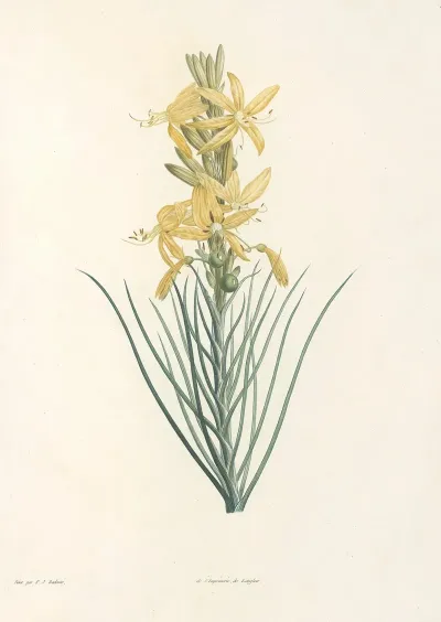 La Botanique De J J Rousseau Pl 03