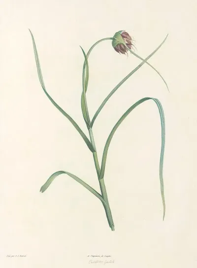 La Botanique De J J Rousseau Pl 07