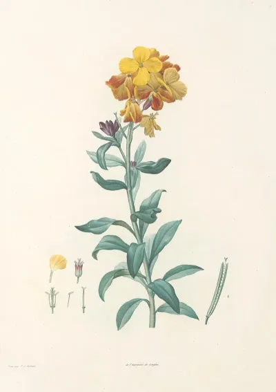 La Botanique De J J Rousseau Pl 08
