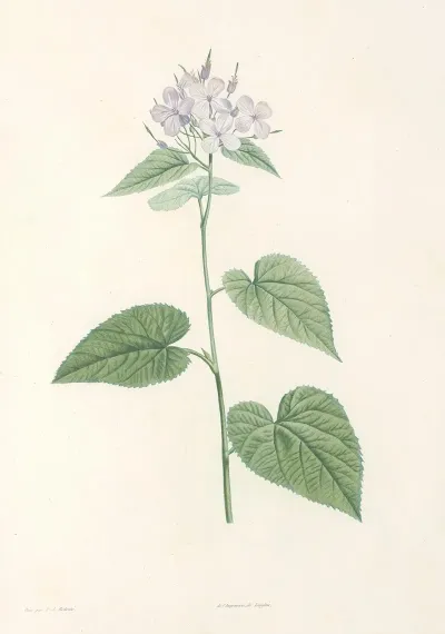 La Botanique De J J Rousseau Pl 12