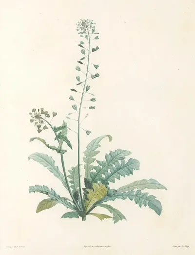 La Botanique De J J Rousseau Pl 13