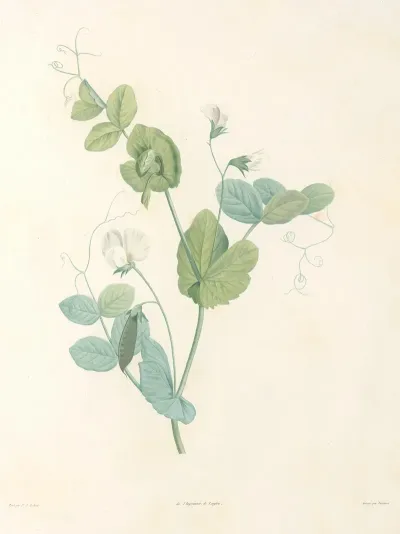 La Botanique De J J Rousseau Pl 14
