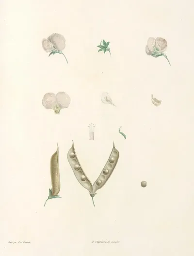 La Botanique De J J Rousseau Pl 15