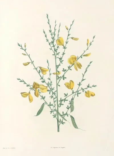 La Botanique De J J Rousseau Pl 16