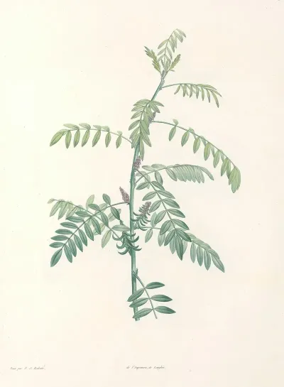 La Botanique De J J Rousseau Pl 19