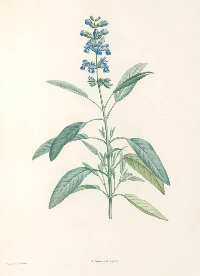 La Botanique De J J Rousseau Pl 22