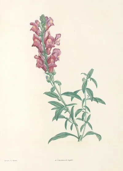 La Botanique De J J Rousseau Pl 24