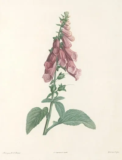 La Botanique De J J Rousseau Pl 27