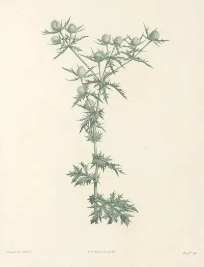 La Botanique De J J Rousseau Pl 32