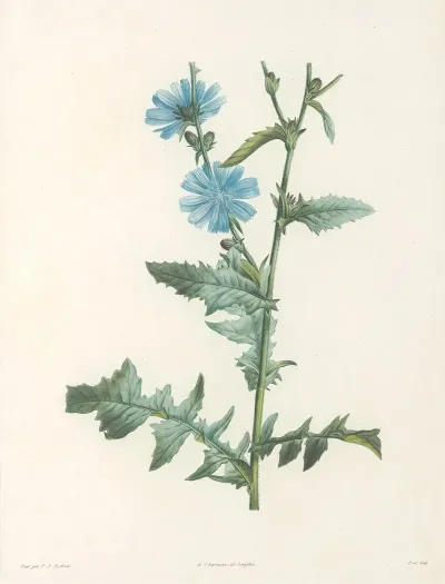 La Botanique De J J Rousseau Pl 36