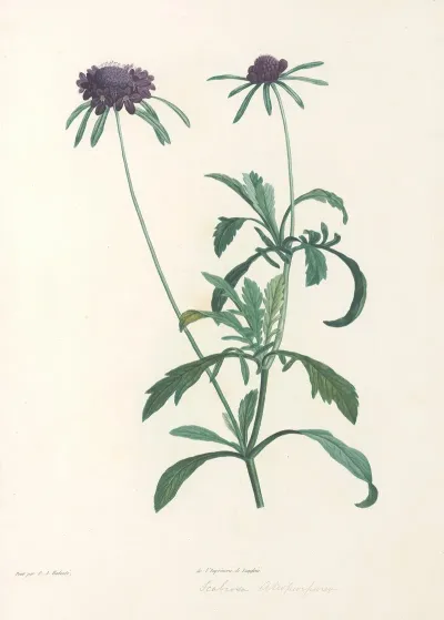 La Botanique De J J Rousseau Pl 39