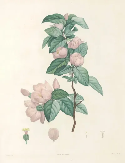 La Botanique De J J Rousseau Pl 40