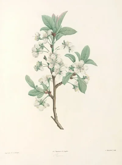 La Botanique De J J Rousseau Pl 43
