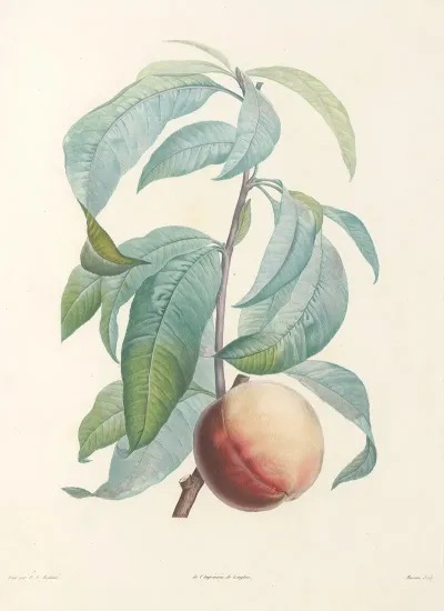 La Botanique De J J Rousseau Pl 46