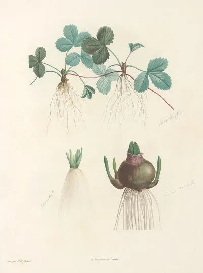 La Botanique De J J Rousseau Pl 47