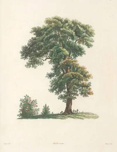 La Botanique De J J Rousseau Pl 48