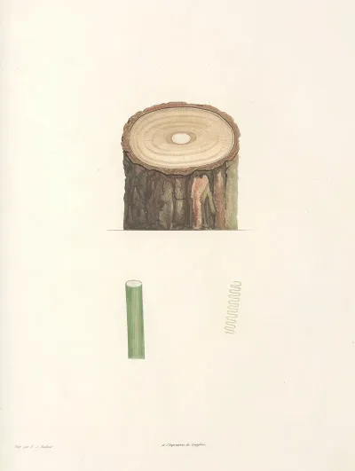 La Botanique De J J Rousseau Pl 50