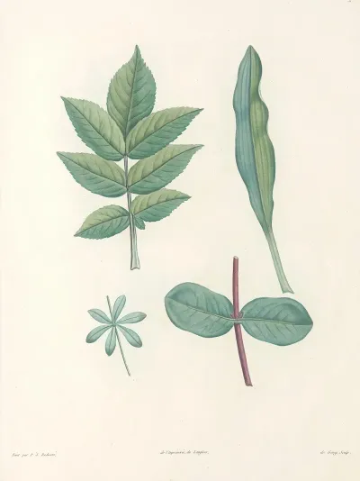 La Botanique De J J Rousseau Pl 51
