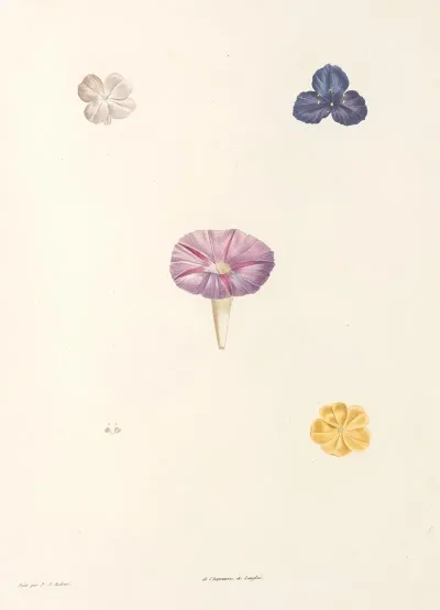 La Botanique De J J Rousseau Pl 56