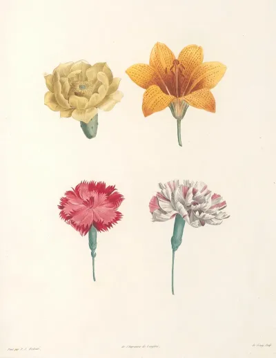 La Botanique De J J Rousseau Pl 57