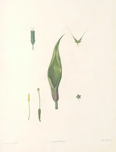 La Botanique De J J Rousseau Pl 60