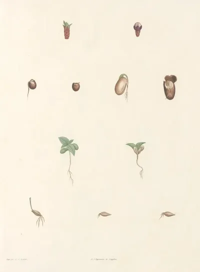 La Botanique De J J Rousseau Pl 63