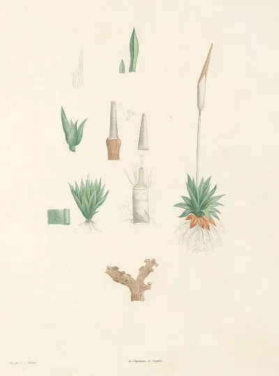 La Botanique De J J Rousseau Pl 64