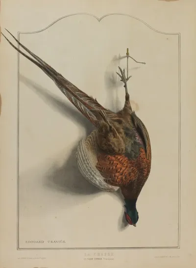 La Chasse Le Faisan Commun