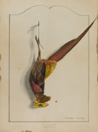 La Chasse Le Faisan Dore