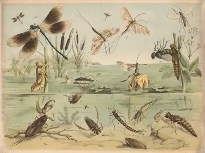 La Gem Seejungfer Weibchen B Larve Der Seejungfer Larve Des Gem Plattbauches Larve Der Schmaljungfer B Auskriechende Schmaljungfer Eintagsfliege Sumpfwasserlaufer Wasserskorpio