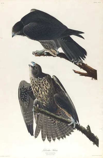 Labrador Falcon