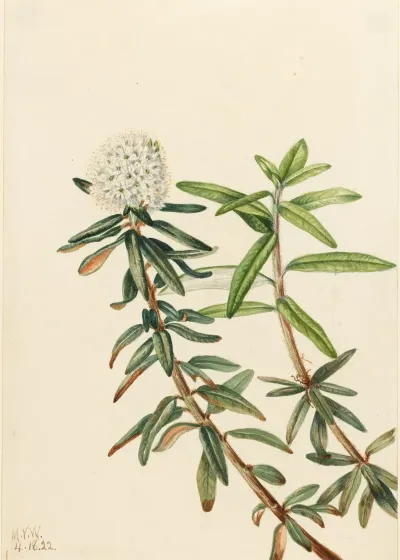 Labrador Tea Ledum Groenlandicum 3