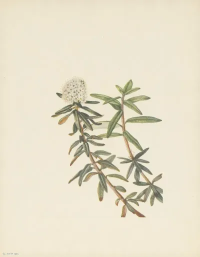 Labrador Tea Ledum Groenlandicum 4