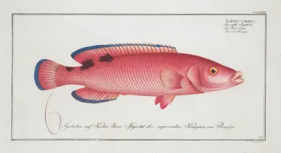 Labrus Carneus The Red Wrasse