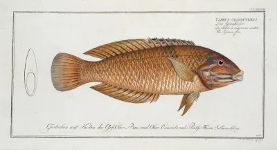Labrus Chloropterus The Green Fin