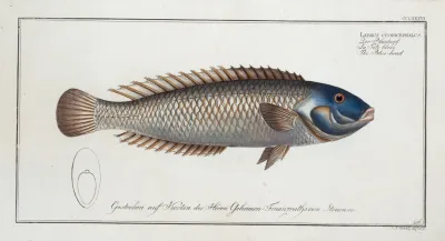 Labrus Cyanocephalus The Blue Head