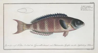 Labrus Lunaris The Lunulated Wrasse