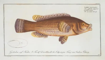 Labrus Maculatus The Maculated Wrasse