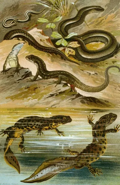 Lacerta Vivipara Triton Cristatus Anguis Fragilis
