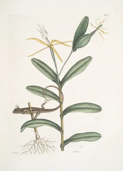 Lacertus Griseus The Lion Lizard Viscum