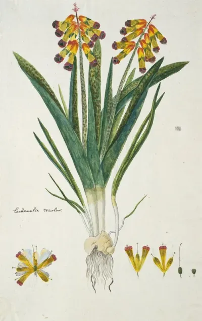 Lachenalia Aloides L F Engl Var Quadricolor Opal Flower