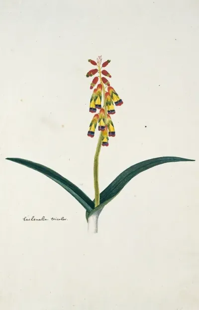 Lachenalia Aloides L F Engl Var Quadricolor