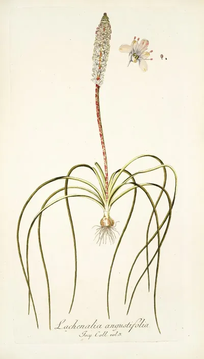 Lachenalia Angustifolia