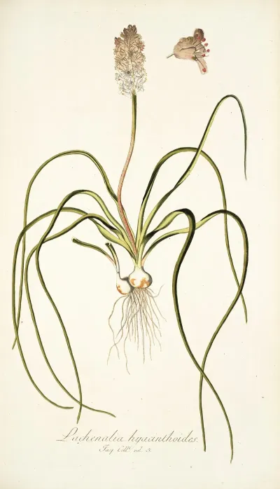 Lachenalia Hyacinthoides