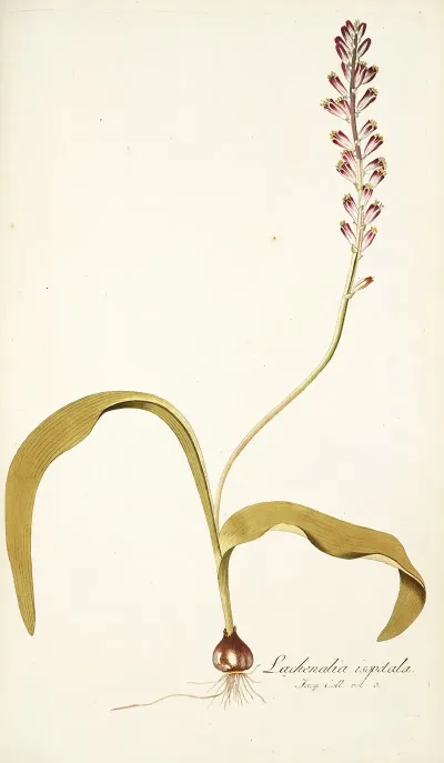 Lachenalia Isopetala