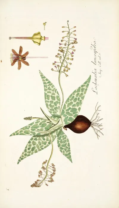Lachenalia Lanceaefolia