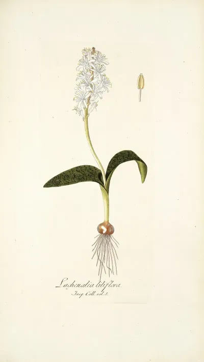 Lachenalia Liliflora