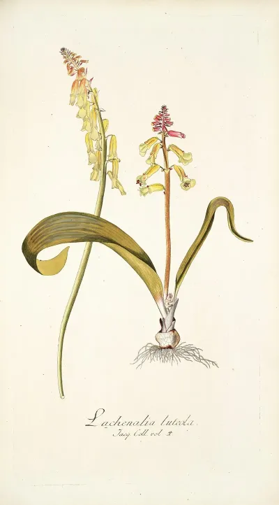 Lachenalia Luteola