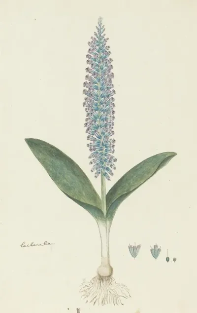 Lachenalia Mediana Jacq
